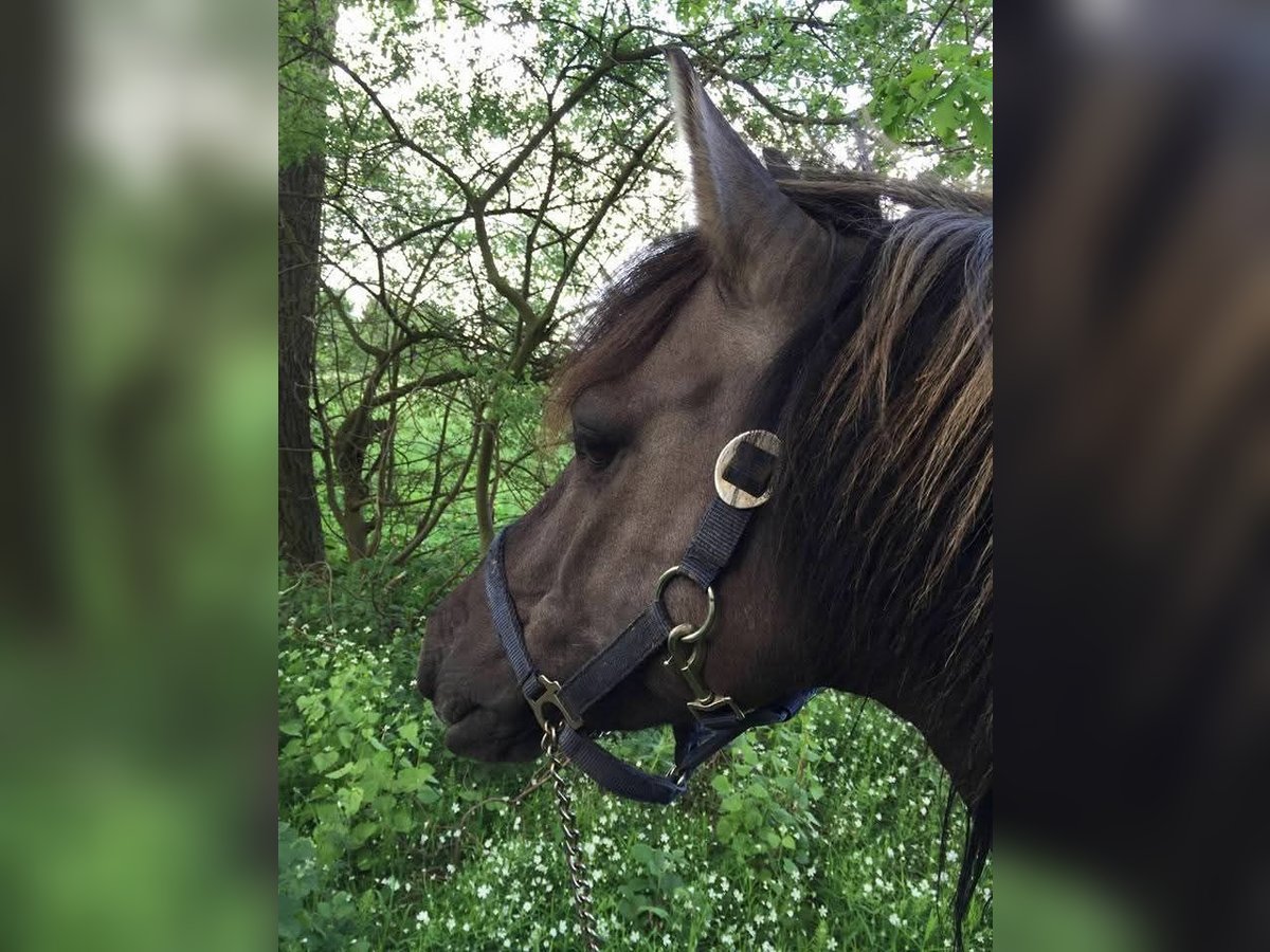 Dülmener Wallach 17 Jahre 135 cm Falbe in Norderstedt