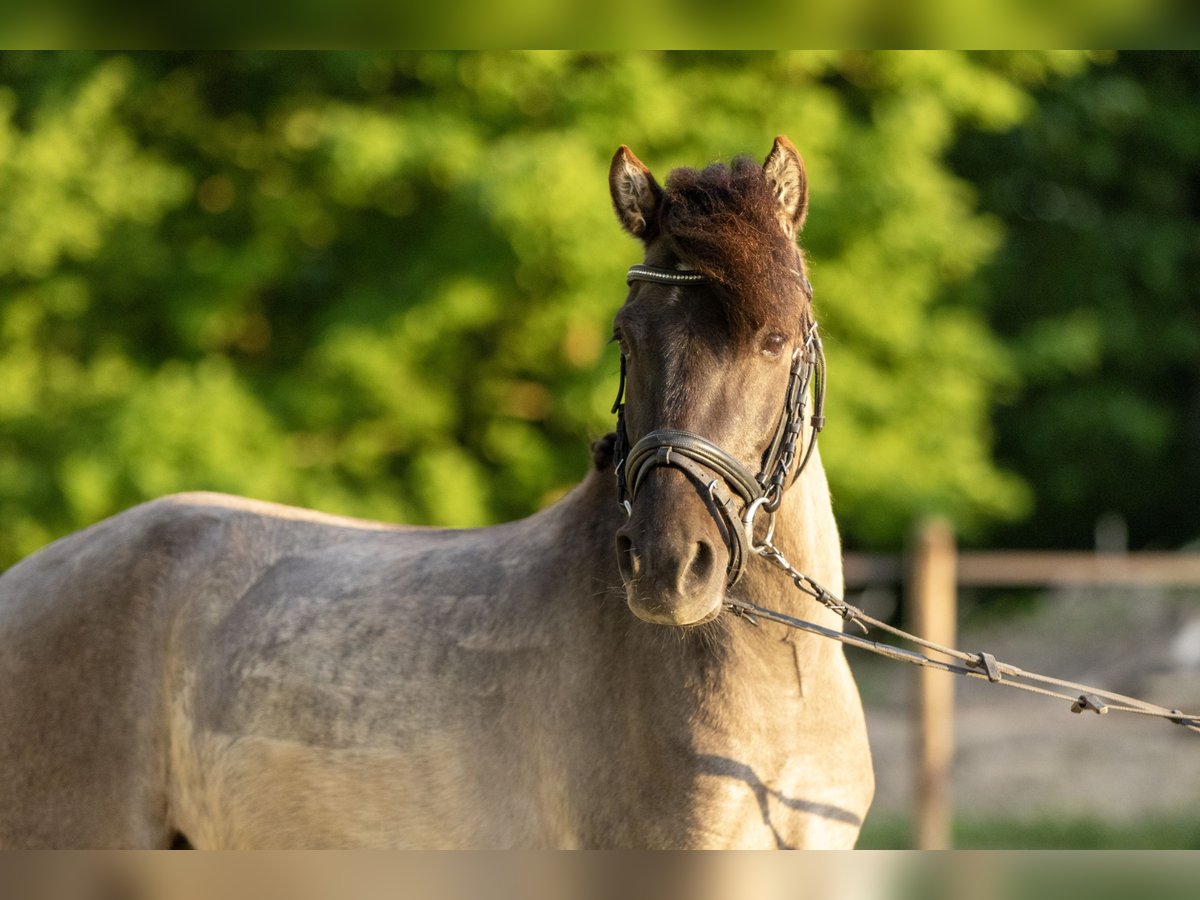 Dülmener Wallach 3 Jahre 127 cm Falbe in Lünen