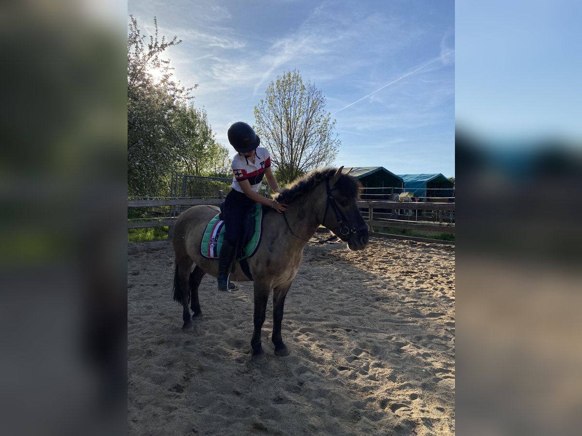 Dülmener Mix Wallach 8 Jahre 135 cm Falbe in Burgdorf