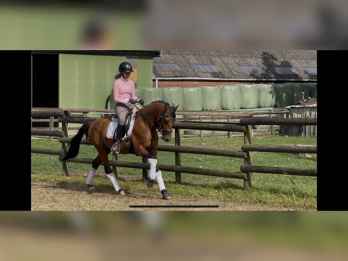 Duits rijpaard Hengst 3 Jaar 145 cm Bruin in Engelbrechtsche Wildnis
