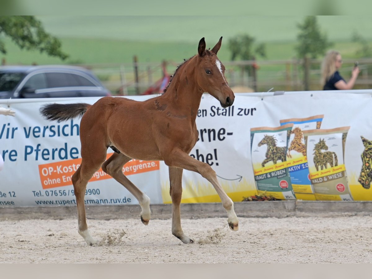 Duits rijpaard Hengst Veulen (04/2025) 168 cm Bruin in Neuler