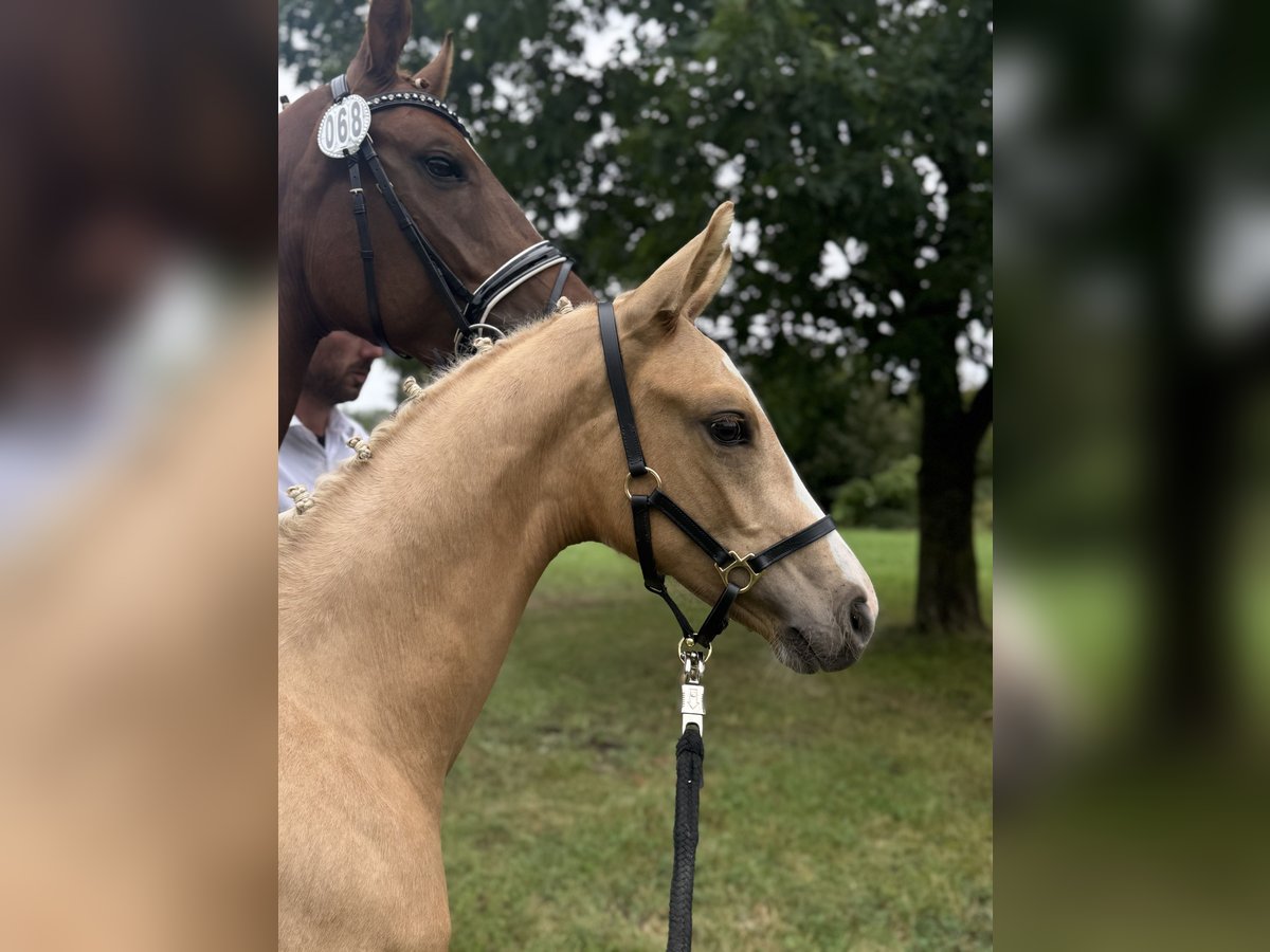Duits rijpaard Hengst Veulen (04/2025) 170 cm Palomino in Ihlienworth
