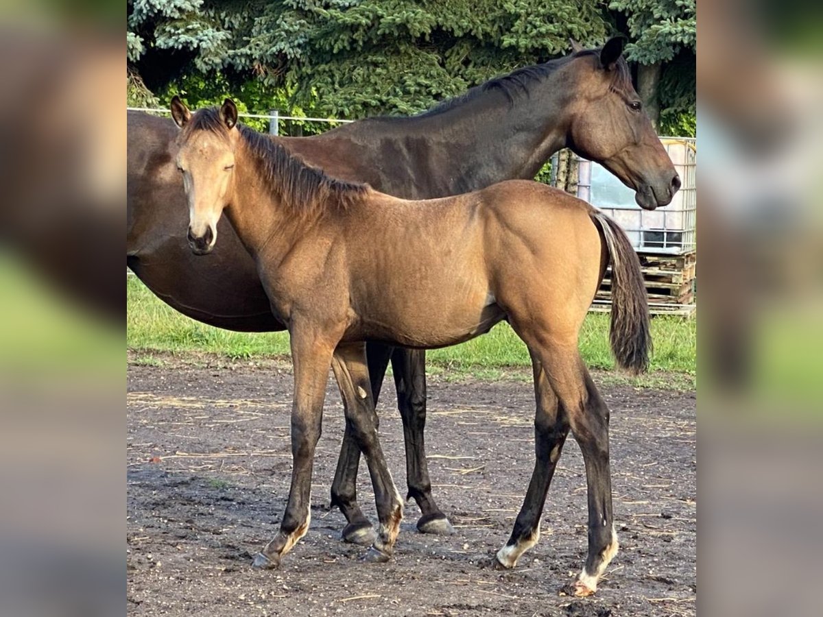 Duits rijpaard Hengst Veulen (04/2025) 175 cm Buckskin in Buchhain