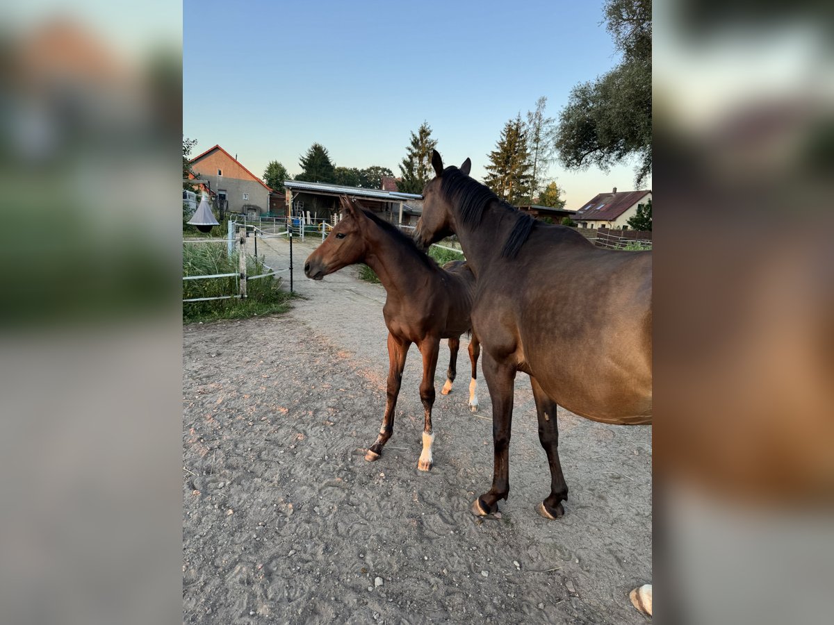 Duits rijpaard Hengst Veulen (03/2025) Bruin in L&#xF6;wenberger Land