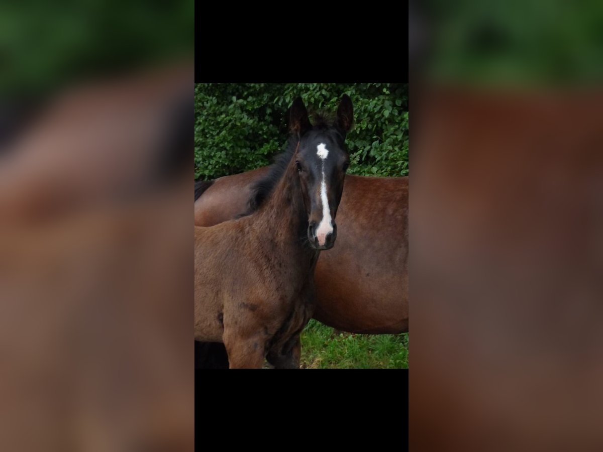 Duits rijpaard Hengst veulen (04/2024) Donkerbruin in Recke