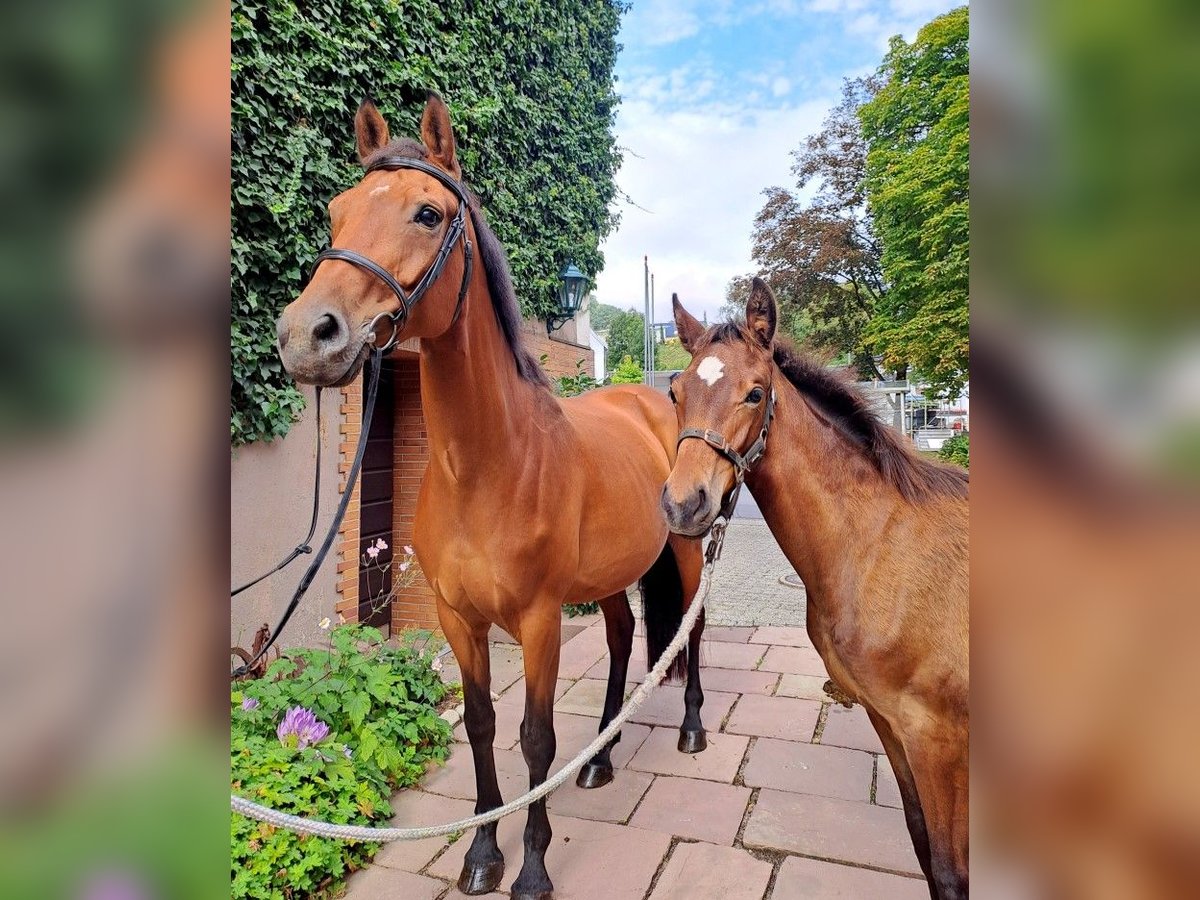 Duits rijpaard Merrie 10 Jaar 168 cm Bruin in Beverungen