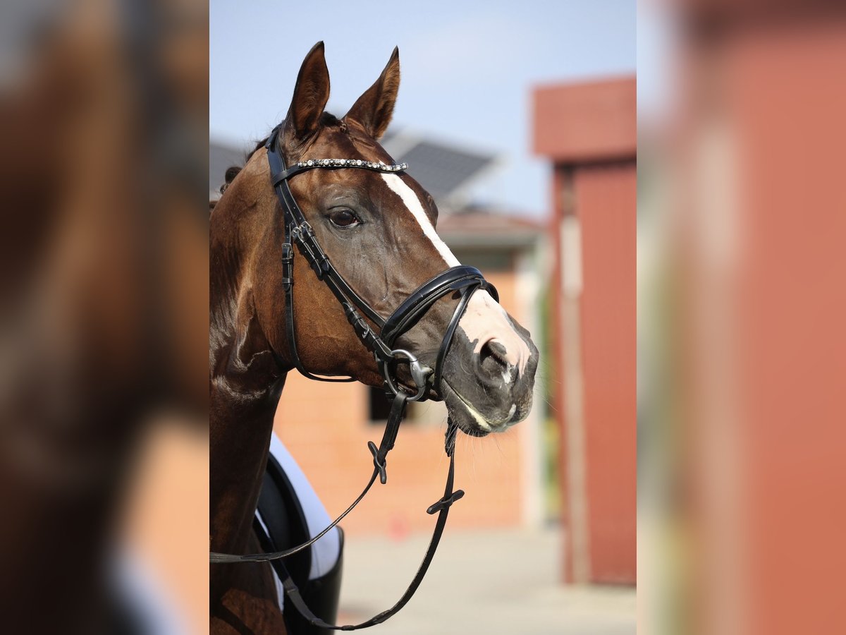 Duits rijpaard Merrie 10 Jaar 168 cm Vos in Altenberge