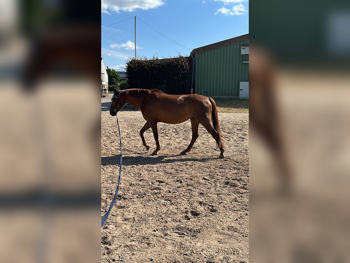 Duits rijpaard Merrie 13 Jaar 160 cm Donkere-vos in Drei Gleichen
