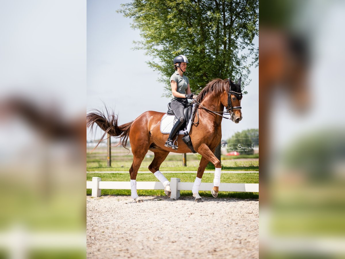 Duits rijpaard Merrie 13 Jaar 168 cm Donkere-vos in Wingene