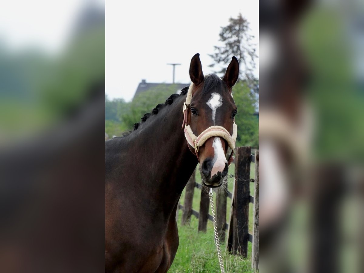 Duits rijpaard Merrie 13 Jaar 174 cm Donkerbruin in Hofheim am Taunus