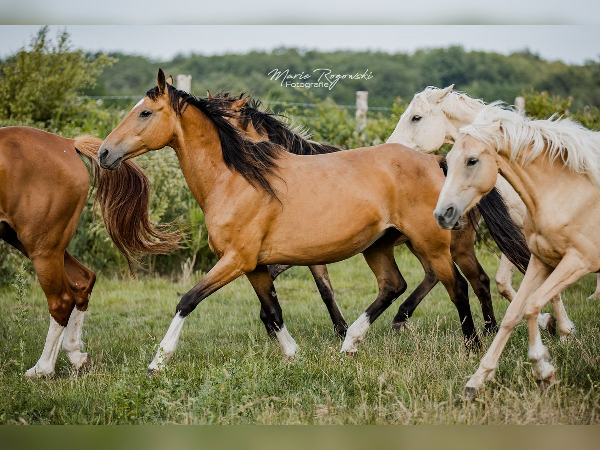 Duits rijpaard Merrie 14 Jaar 154 cm Buckskin in Beaumont-Pied-de-Buf