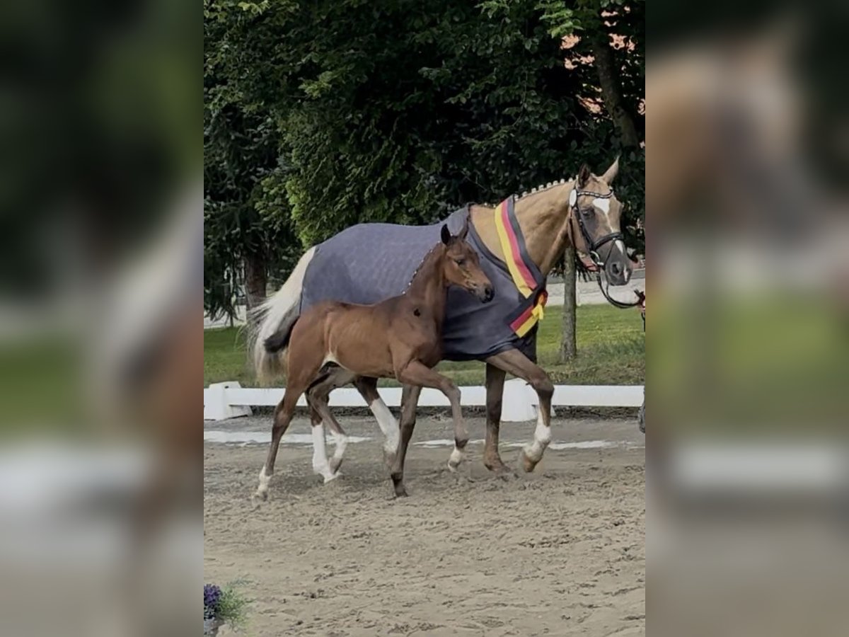 Duits rijpaard Merrie 1 Jaar 164 cm Donkerbruin in Steinau