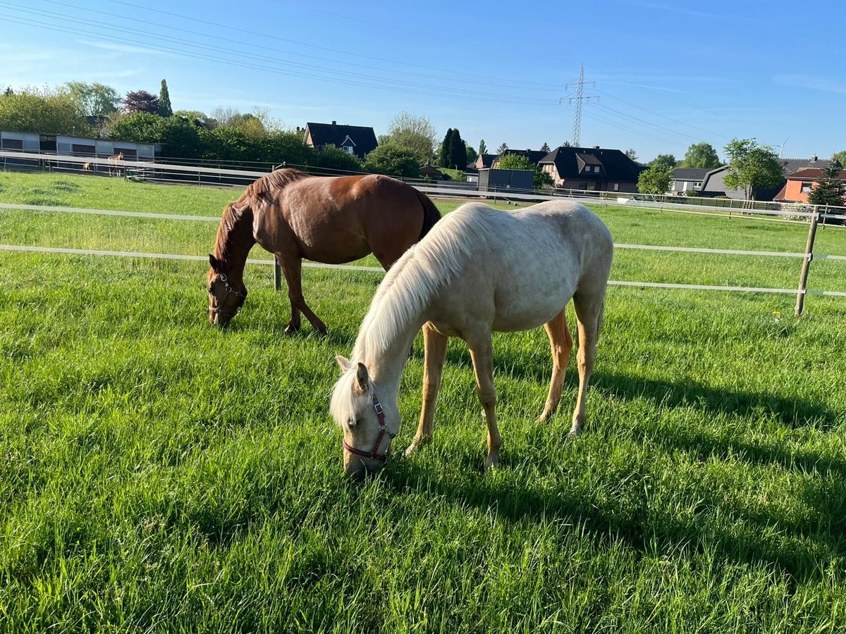 Duits rijpaard Merrie 1 Jaar Palomino in Bassum