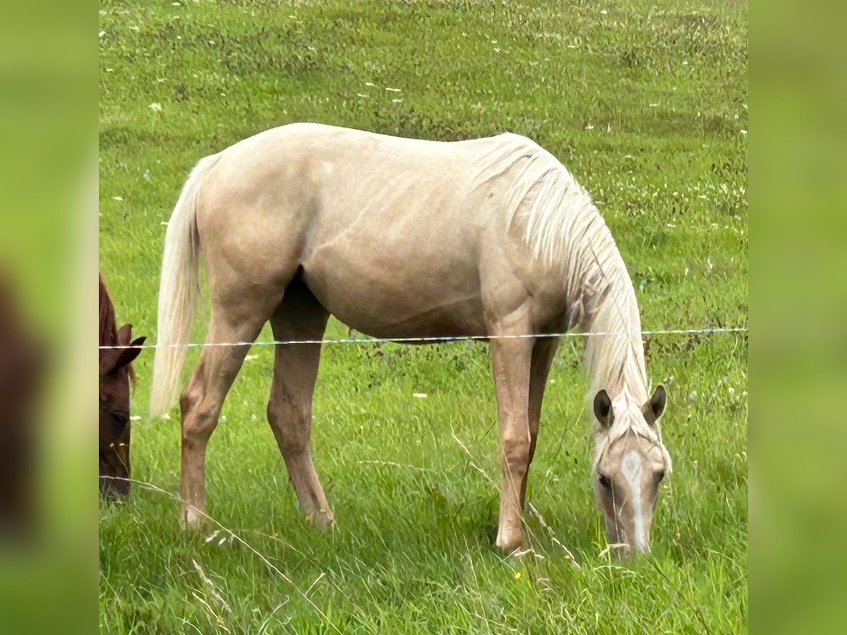 Duits rijpaard Merrie 1 Jaar Palomino in Heistenbach