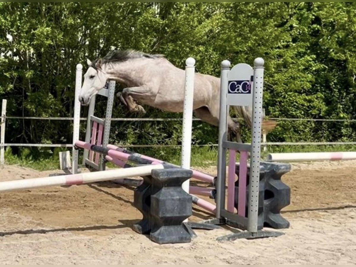 Duits rijpaard Mix Merrie 4 Jaar 151 cm Roan-Blue in Cabourg