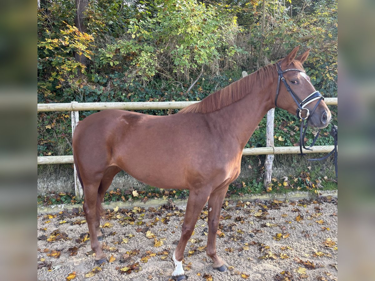 Duits rijpaard Merrie 4 Jaar 165 cm Vos in Eurasburg