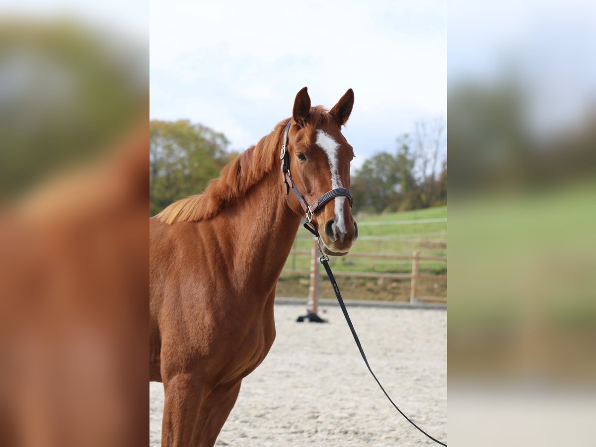 Duits rijpaard Merrie 4 Jaar 165 cm Vos in Uhlstädt-Kirchhasel