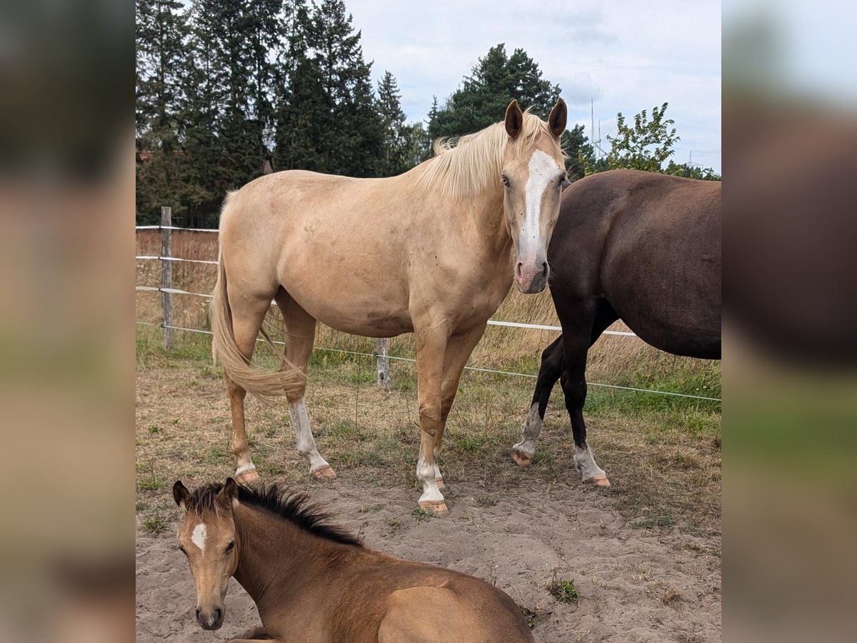 Duits rijpaard Merrie 4 Jaar 169 cm Palomino in Buchhain