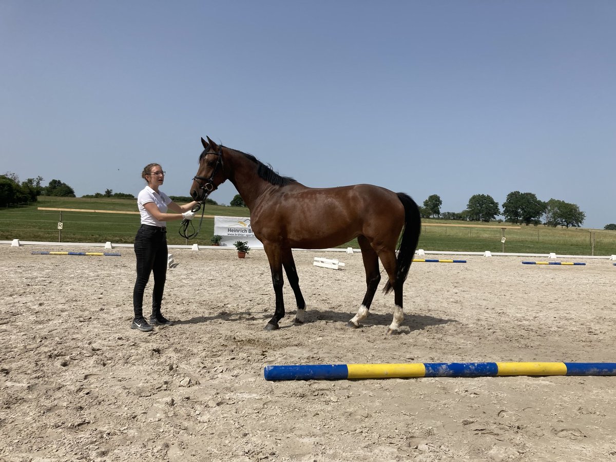 Duits rijpaard Merrie 5 Jaar 167 cm Bruin in Unterneukirchen