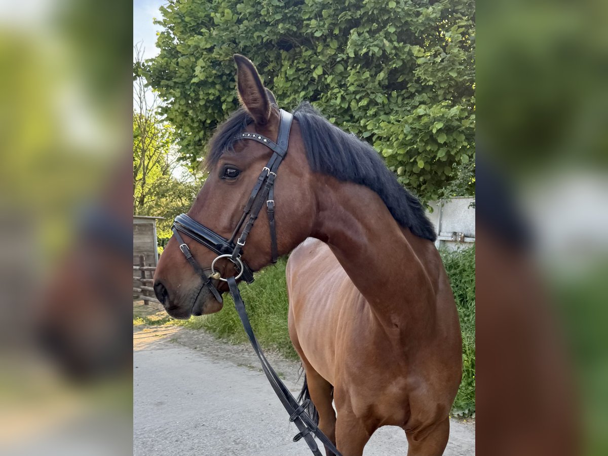 Duits rijpaard Merrie 5 Jaar 170 cm Bruin in Grevenbroich