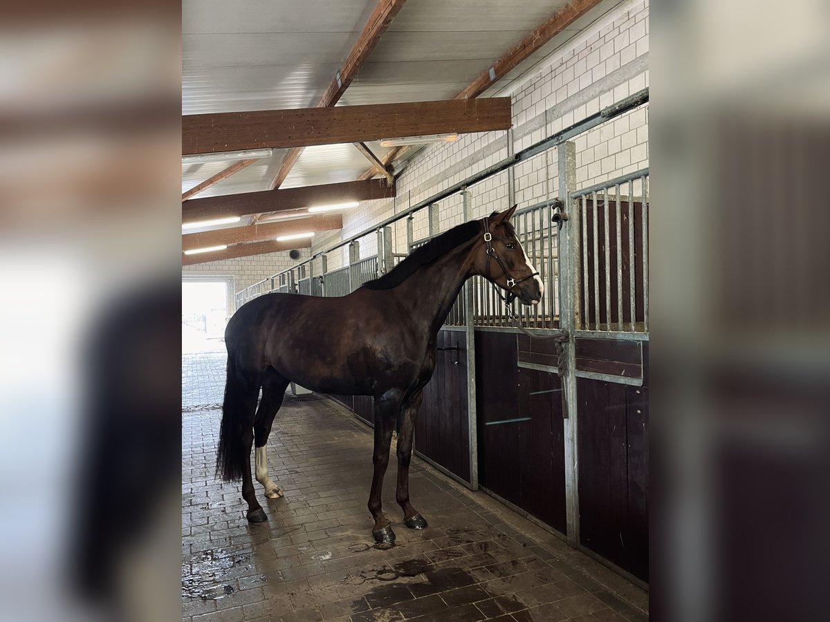 Duits rijpaard Merrie 5 Jaar 173 cm Donkere-vos in Elbtal