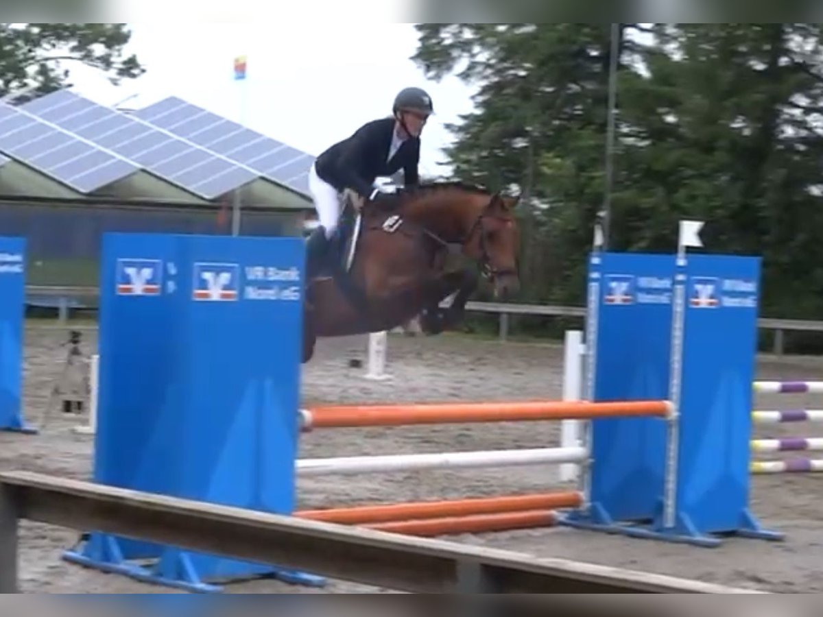 Duits rijpaard Merrie 6 Jaar 164 cm Bruin in Süderlügum