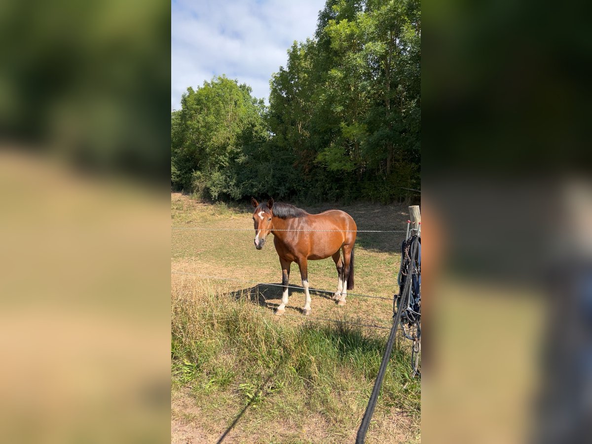 Duits rijpaard Mix Merrie 7 Jaar 150 cm in Burghaun