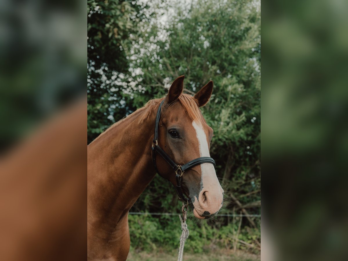 Duits rijpaard Merrie 7 Jaar 161 cm Vos in Dahmetal