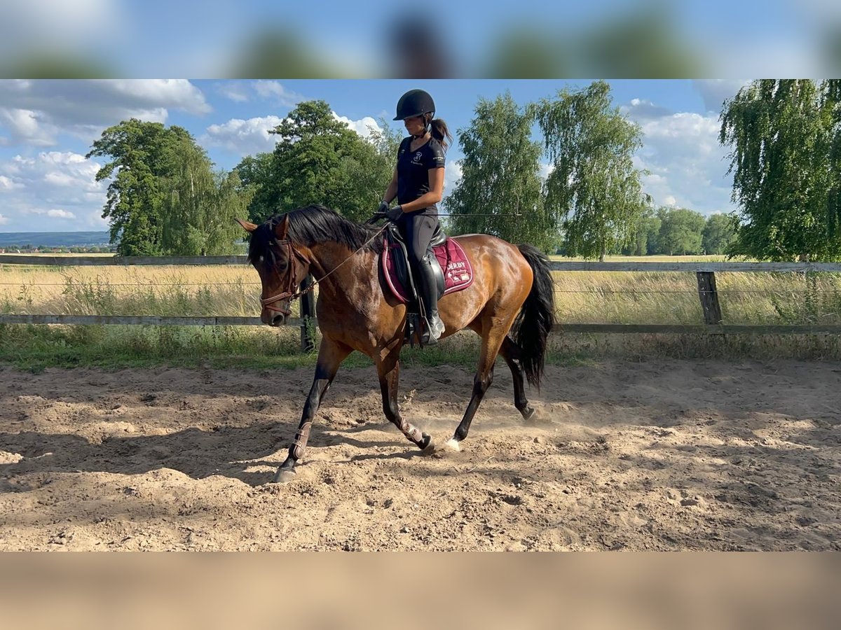 Duits rijpaard Merrie 8 Jaar 160 cm Bruin in Hespe
