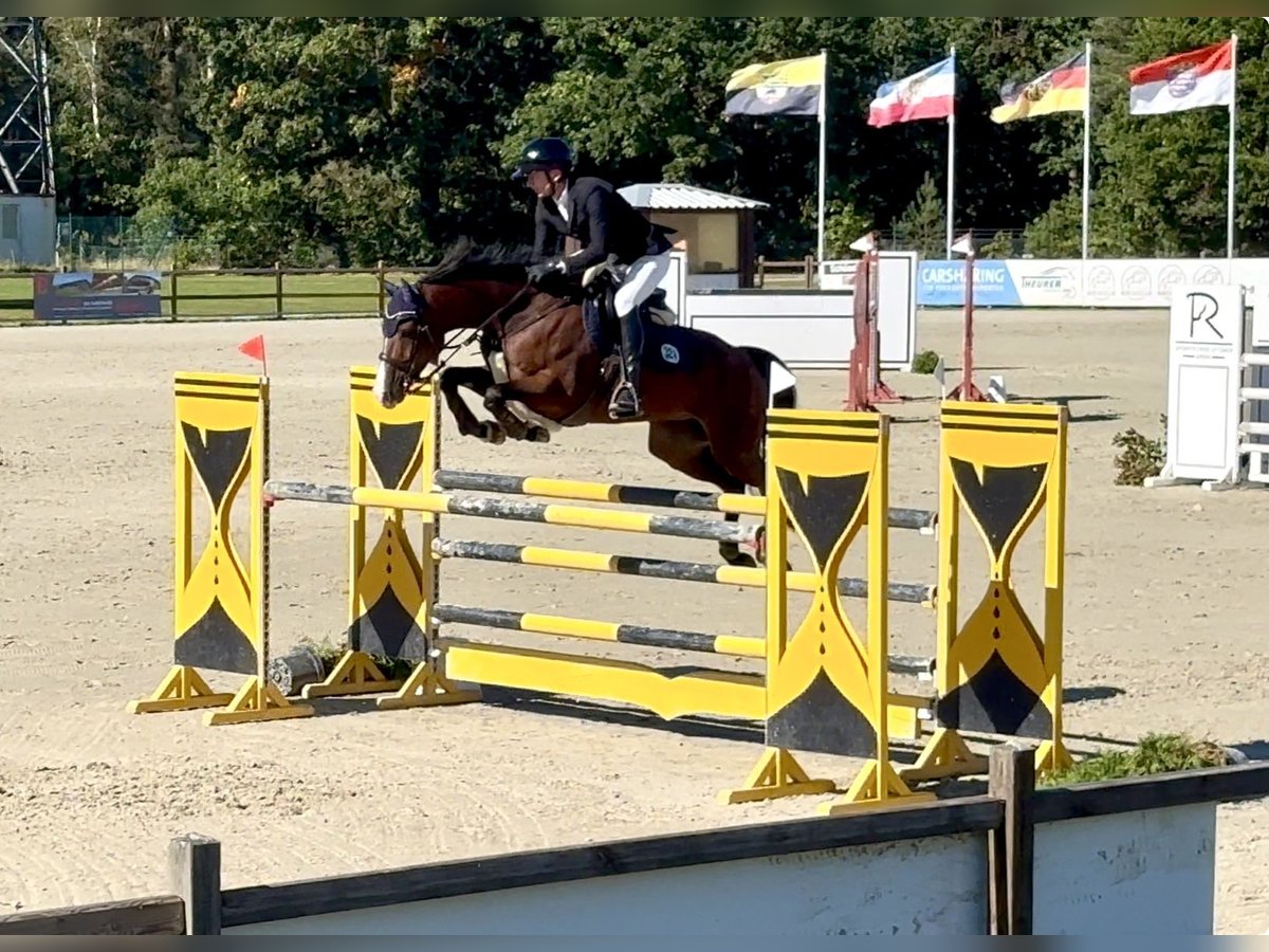 Duits rijpaard Merrie 8 Jaar 164 cm Bruin in Schenefeld