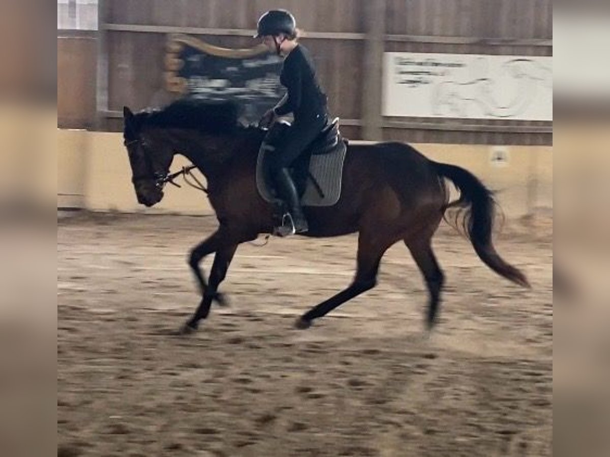 Duits rijpaard Merrie 8 Jaar 167 cm Bruin in Würzburg