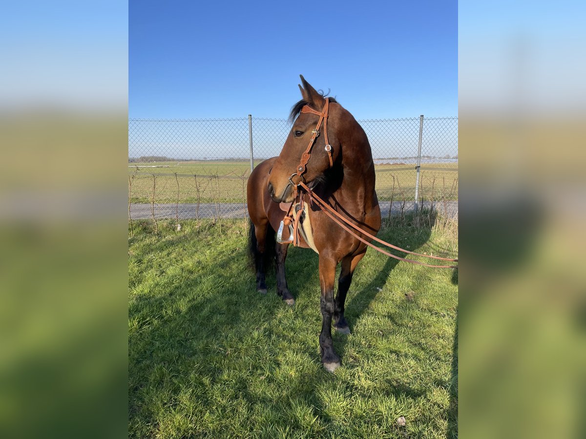 Duits rijpaard Mix Merrie 9 Jaar 161 cm Bruin in Waldfeucht