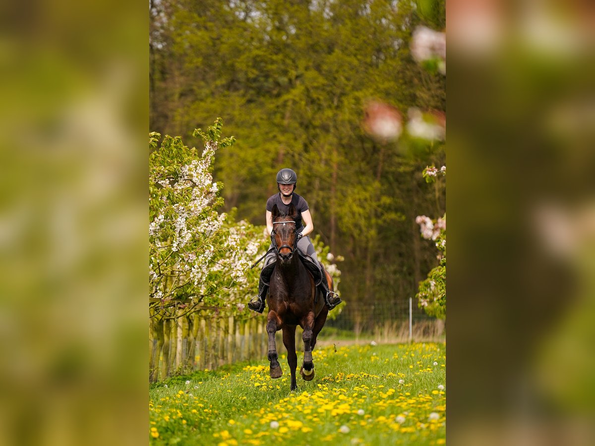 Duits rijpaard Merrie 9 Jaar 169 cm Donkerbruin in Dorsten