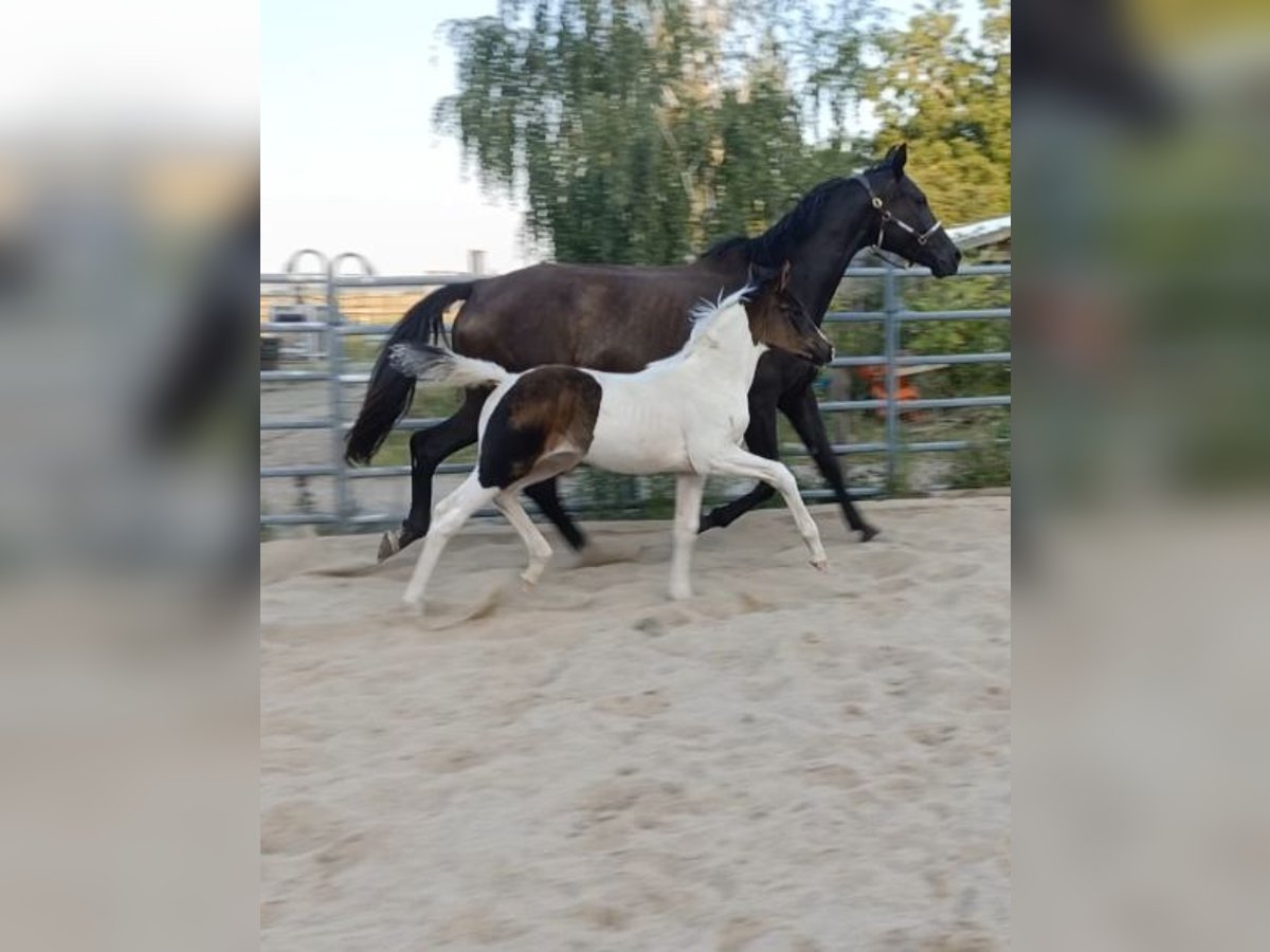 Duits rijpaard Merrie Veulen (06/2025) 170 cm in M&#xFC;geln