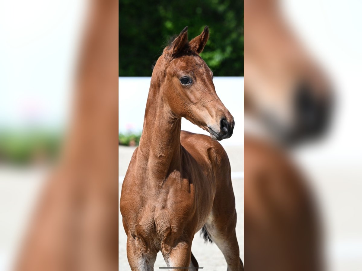 Duits rijpaard Merrie veulen (04/2024) Bruin in Gingen an der Fils