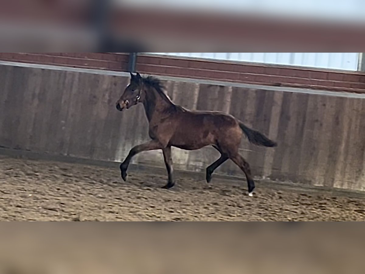 Duits rijpaard Merrie Veulen (04/2025) Bruin in Recke