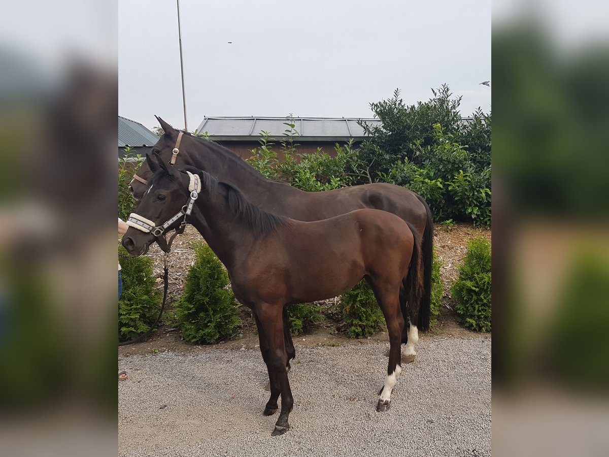 Duits rijpaard Merrie Veulen (01/2025) Zwartbruin in Waltrop