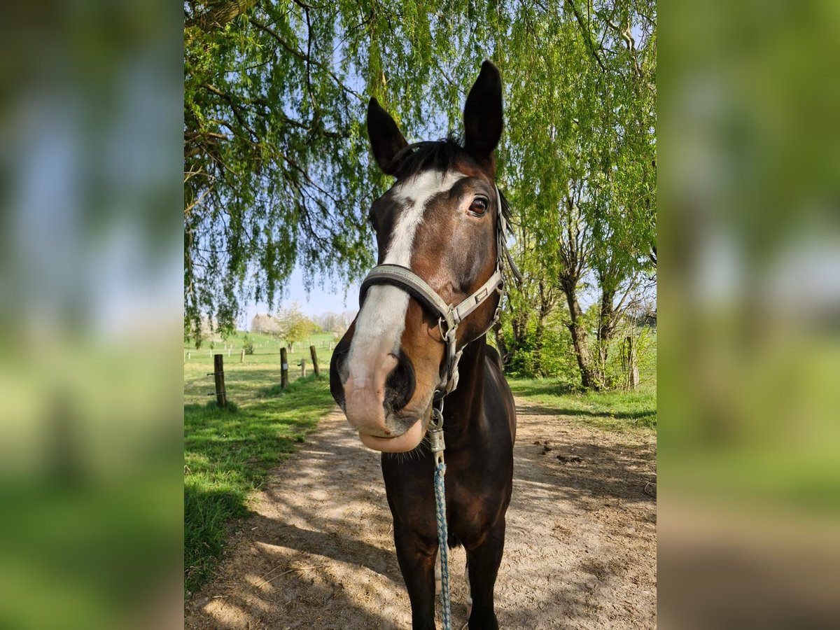 Duits rijpaard Ruin 10 Jaar 170 cm Donkerbruin in Ratingen
