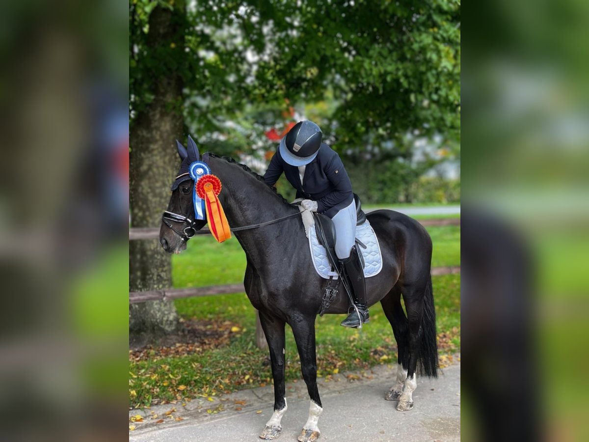 Duits rijpaard Ruin 11 Jaar 163 cm Donkerbruin in Boren