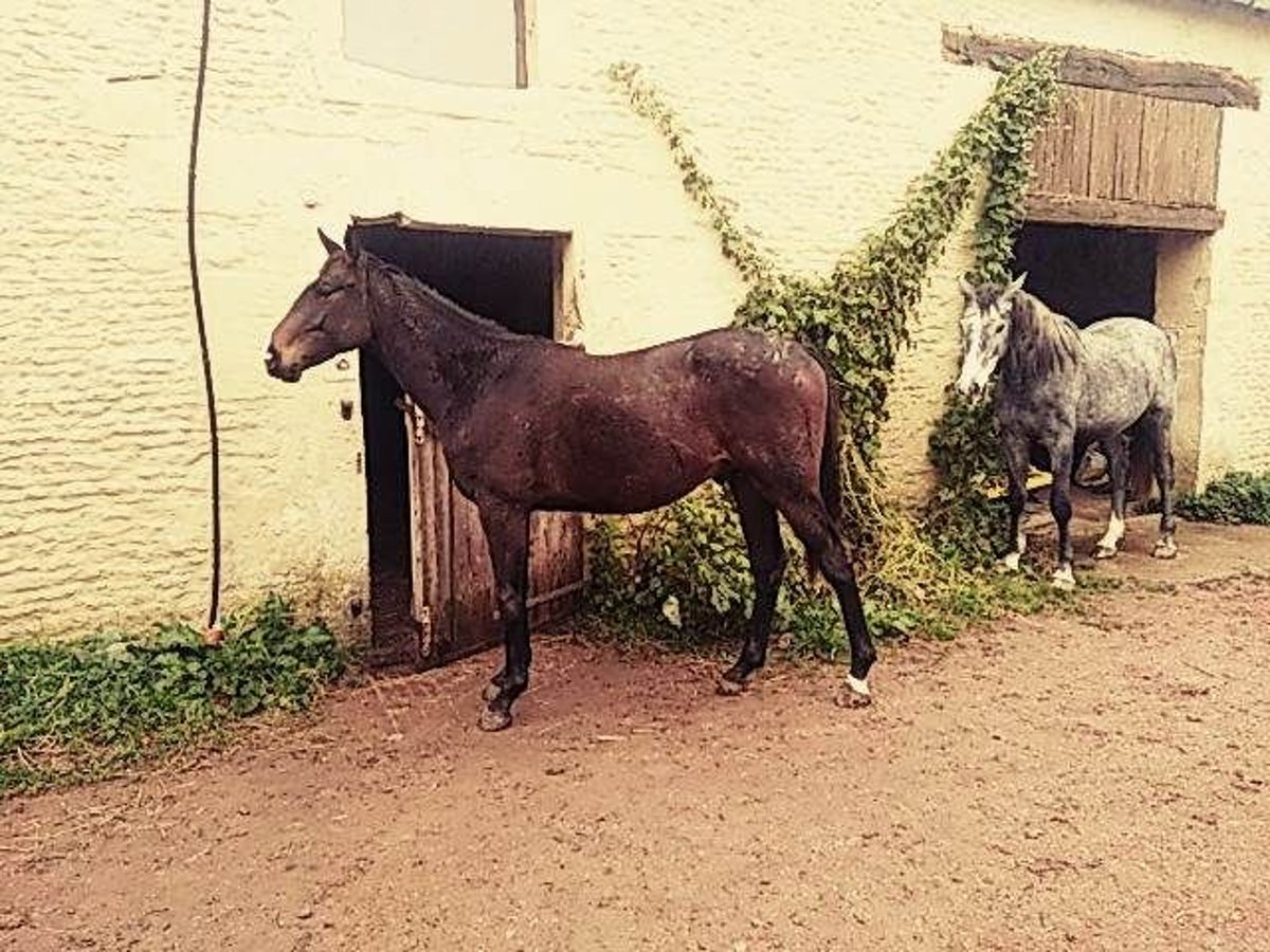 Duits rijpaard Mix Ruin 2 Jaar 172 cm Zwartbruin in Villedieu-lès-Bailleul