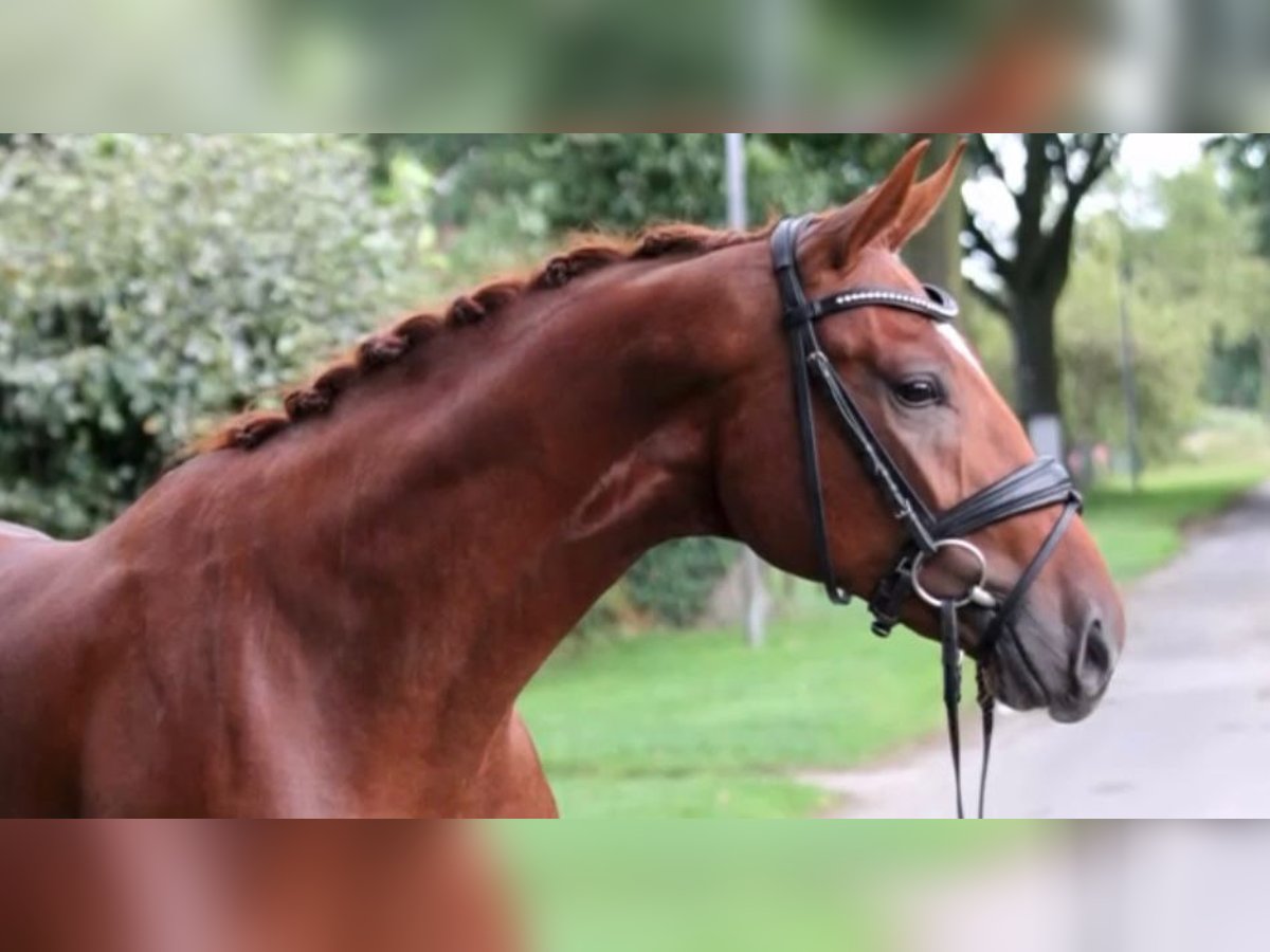 Duits rijpaard Ruin 3 Jaar 168 cm Vos in Marigny le Lozon