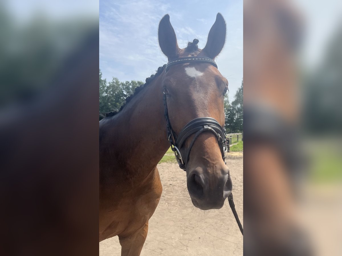 Duits rijpaard Ruin 4 Jaar Bruin in Greven