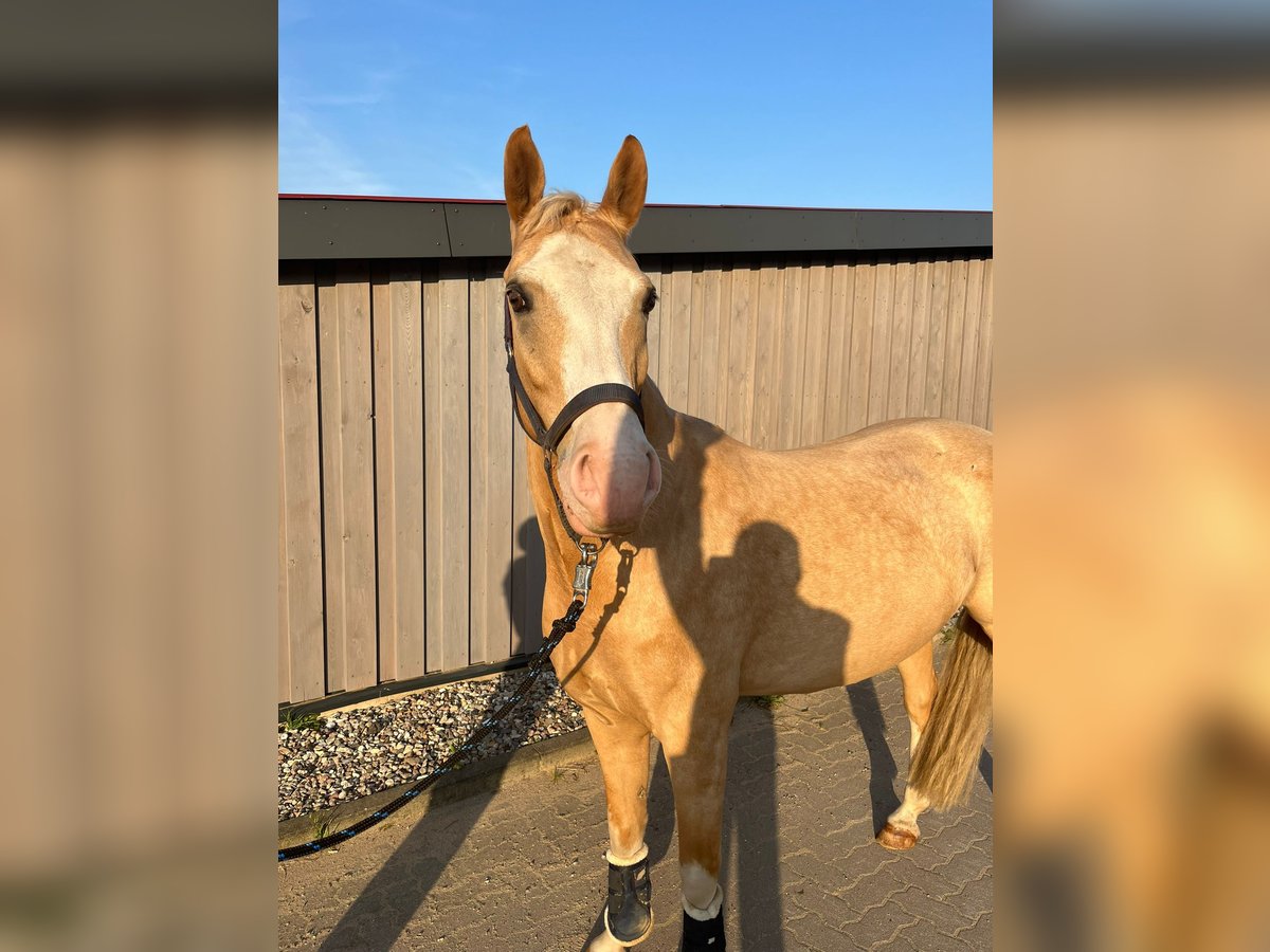 Duits rijpaard Ruin 7 Jaar 149 cm Palomino in Klein Gladebrügge