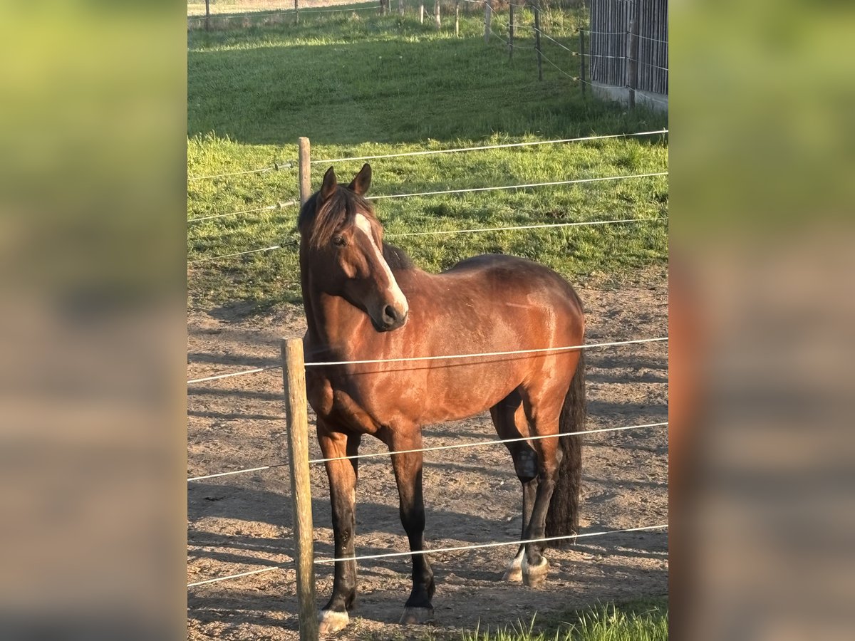 Duits rijpaard Mix Ruin 7 Jaar 175 cm Bruin in Bad Schussenried