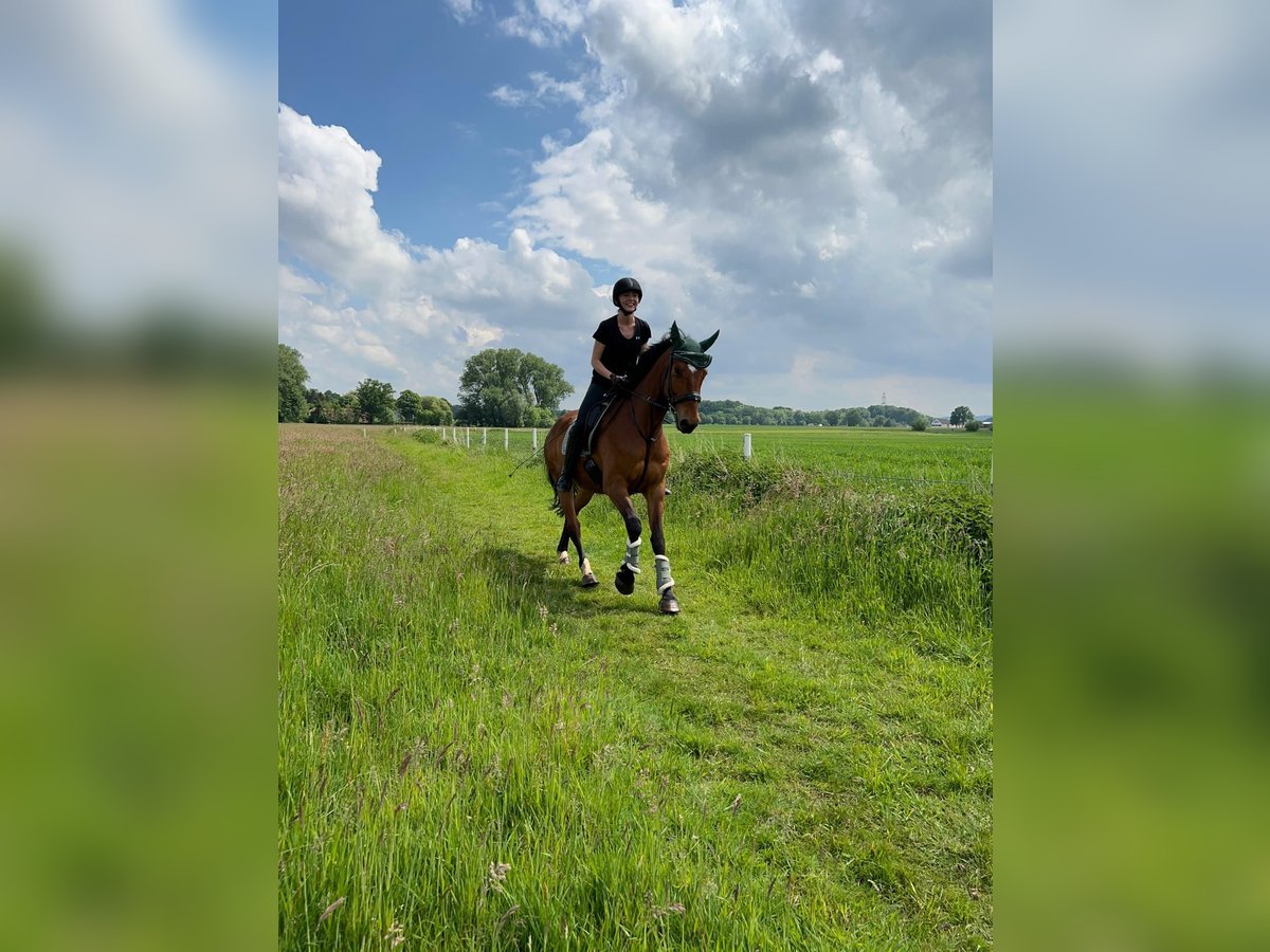 Duits rijpaard Ruin 8 Jaar 168 cm Bruin in Bielefeld