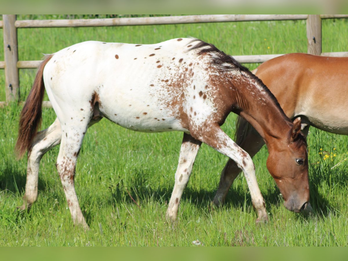 Duits sportpaard Hengst 1 Jaar 170 cm Appaloosa in Hungenroth