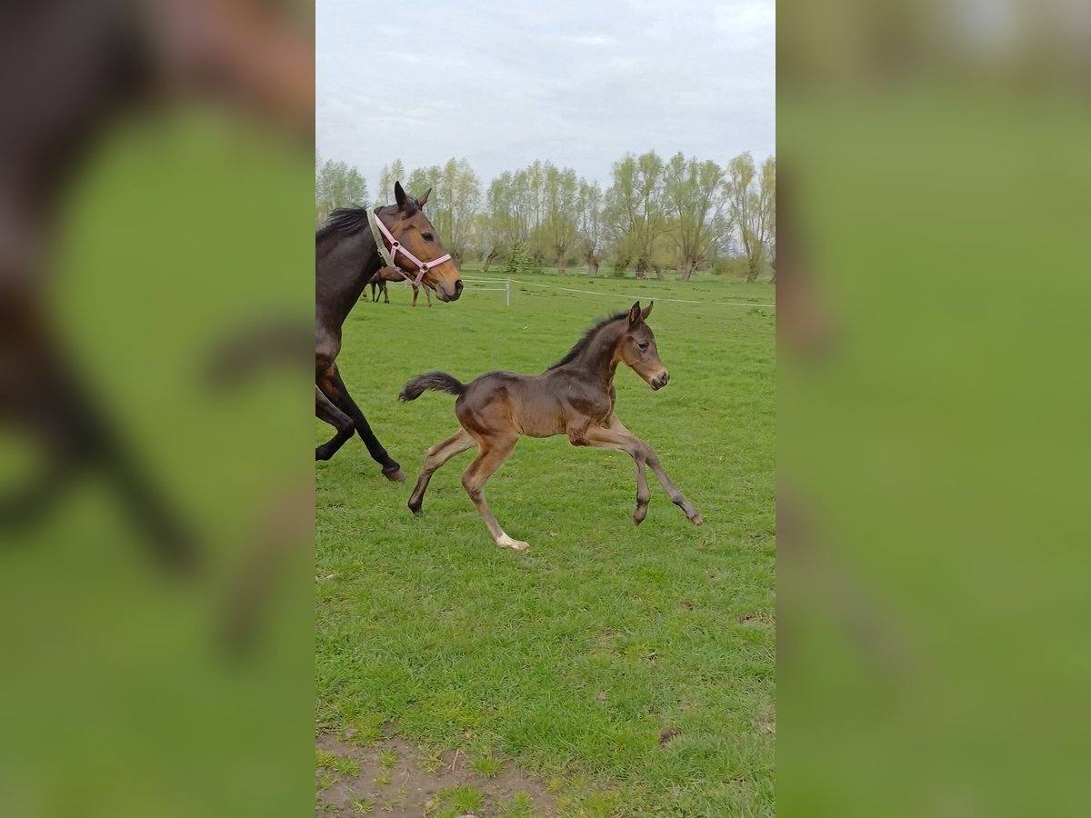 Duits sportpaard Hengst 1 Jaar 170 cm Donkerbruin in Rohrlack