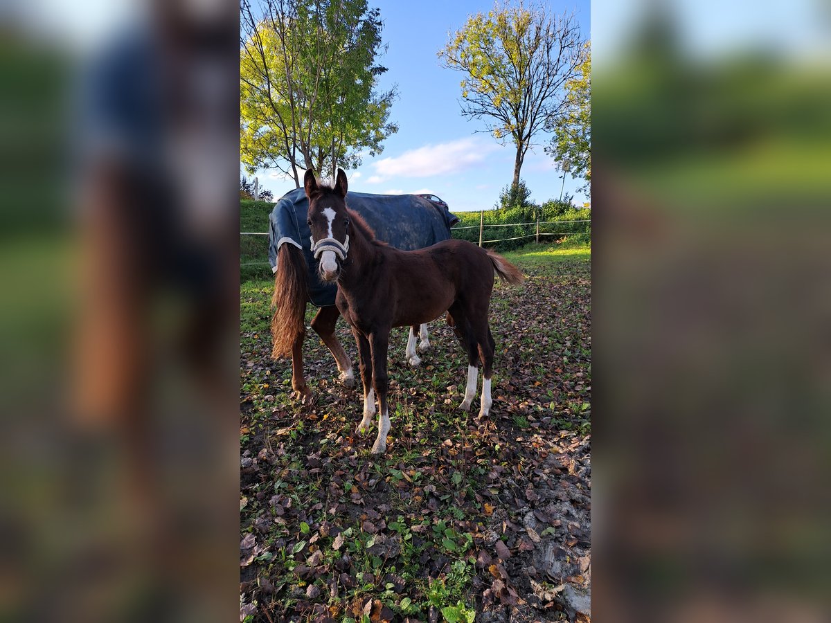 Duits sportpaard Hengst 1 Jaar 170 cm Donkere-vos in Laupheim