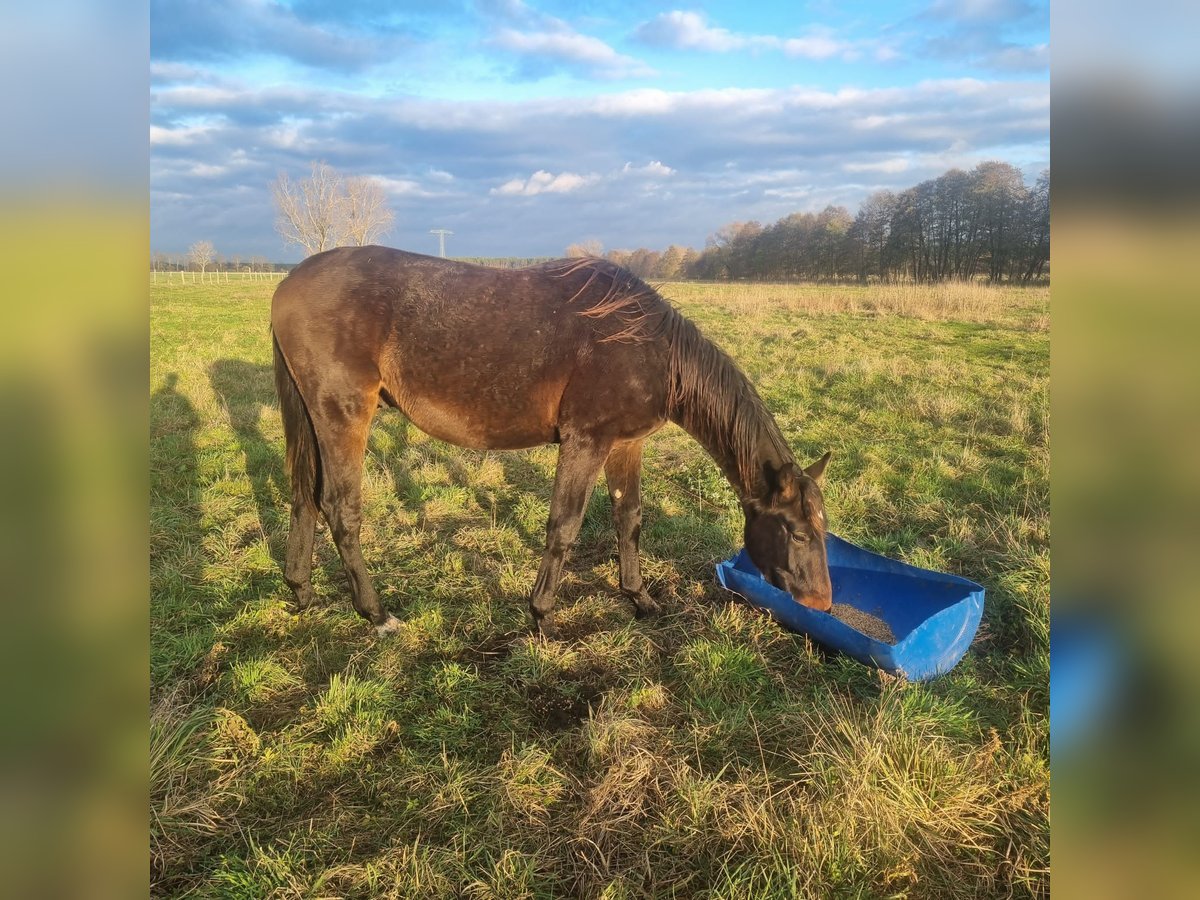 Duits sportpaard Hengst 1 Jaar 172 cm Bruin in Burgstall