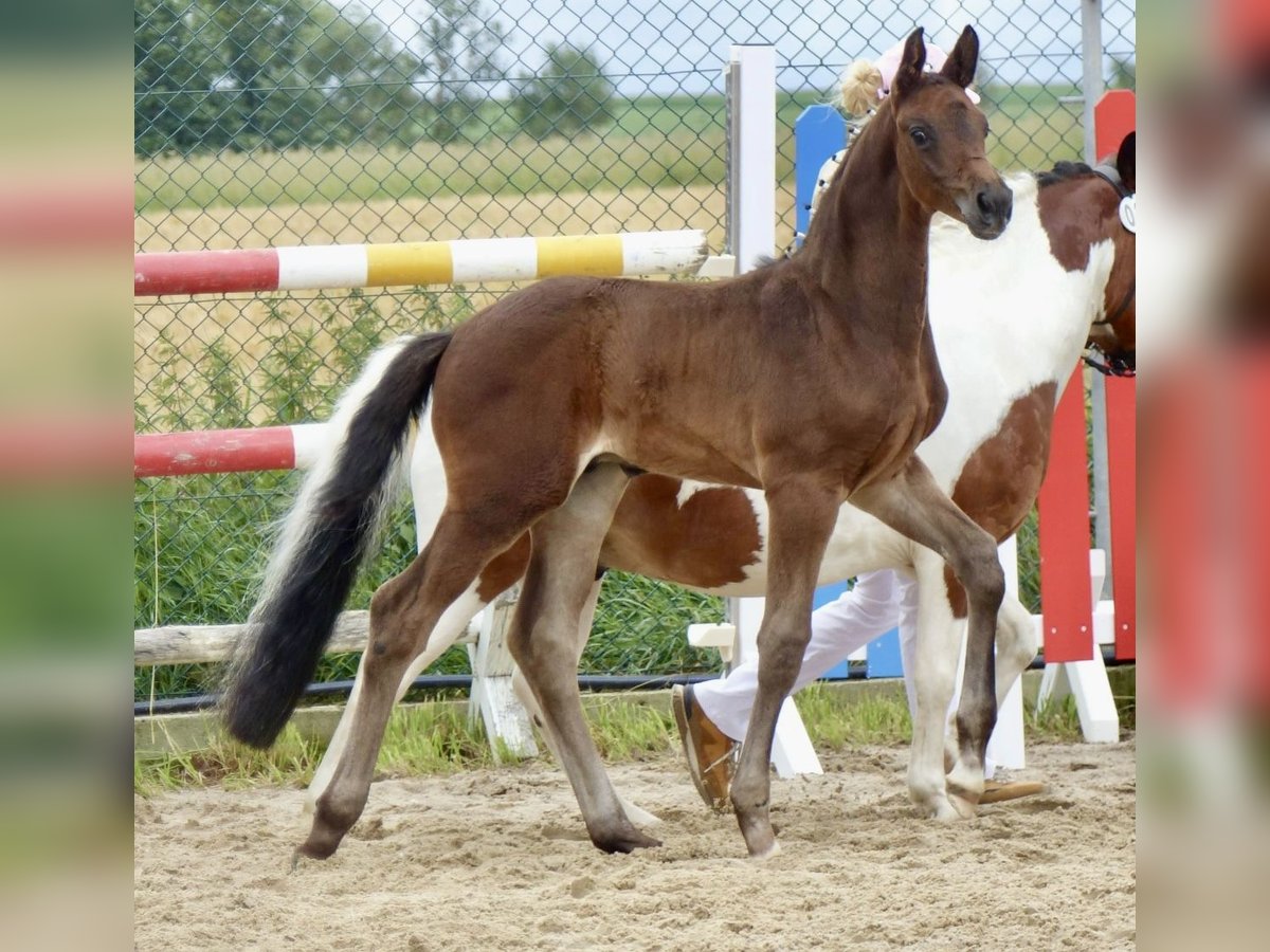 Duits sportpaard Hengst 1 Jaar 174 cm Zwartbruin in Oberseifersdorf